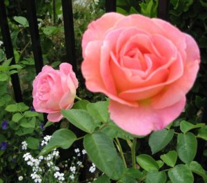 maragarden2007springb.jpg