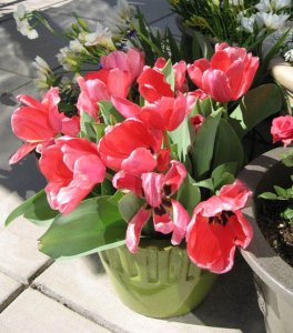 maraspringgarden2007e.jpg