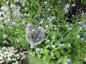 maragarden2007springc.jpg
