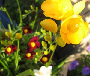 maraspringgarden2007d.jpg