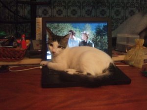 catmacstargate.jpg