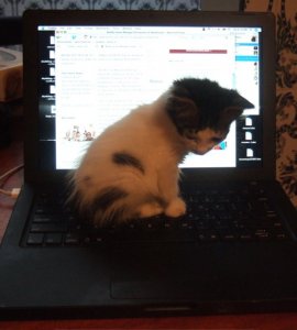 catmacps.jpg