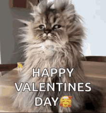 good-morning-funny-animals.gif