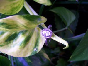 crazy purple ring plant.JPG