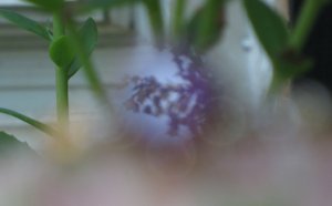 spinel tree Refelction.jpg