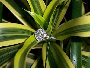 ring on leaf 2.JPG