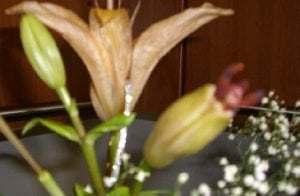 diamonds 0281234.jpg