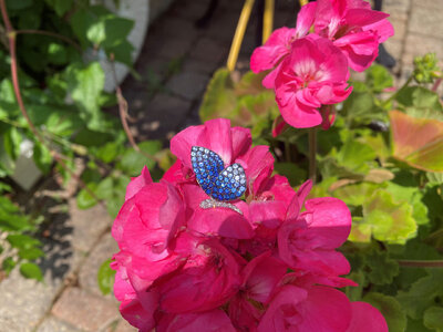 Blue Sapphire Butterfly2.jpg