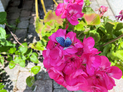 Blue Sapphire Butterfly.jpg