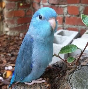 Blue-Pacific-Parrotlet-3072355843.jpeg