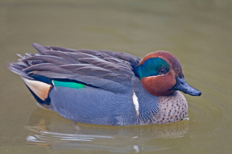 green-winged-teal.jpg