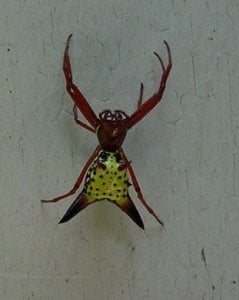 spider2.jpg