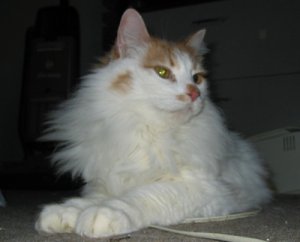 big kitty.jpg