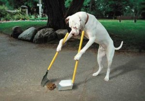 considerate dog.JPG