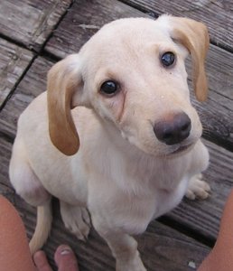 Puppies 9-25-07 016.JPG