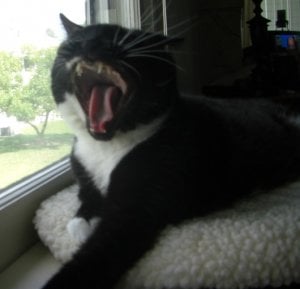 chloe teeth.JPG