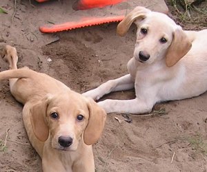 Puppies 9-26-07 020.JPG