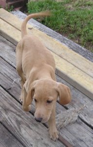 Puppies 9-25-07 021.JPG