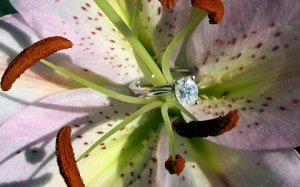 ring2-price.jpg ring2-price.jpg
