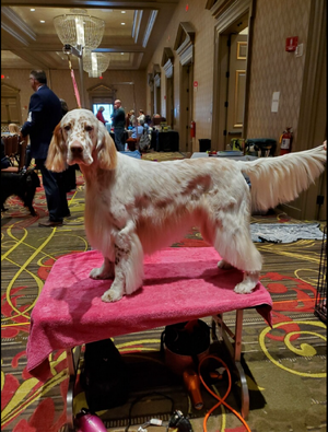 Photo of Cirrus at show in NY.png