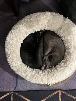 IMG_4619.jpeg