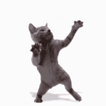 cat.gif cat.gif
