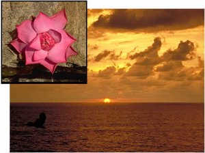 lotus_sunset.jpg