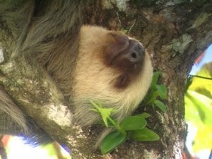 Costa Rica Sloth.jpg