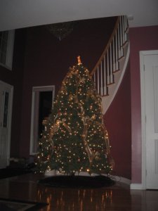 Christmas trees 2007 004.jpg