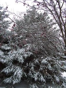 first snow 002.jpg