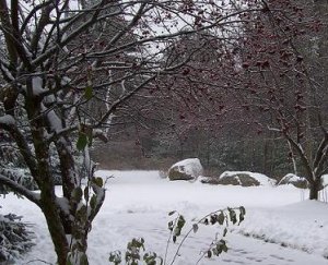 firstsnowagain.JPG