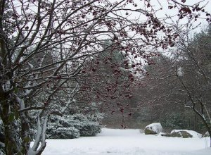 first snow 003.jpg