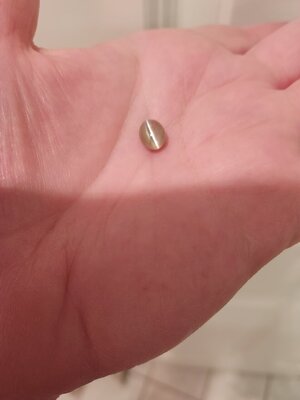 Cat's Eye Chrysoberyl.jpg Cat's Eye Chrysoberyl.jpg