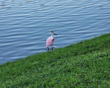 rosetteSpoonbill1.jpg