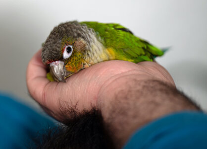 bibi nest.jpg