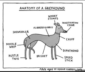 anatomy of a greyhound.jpg