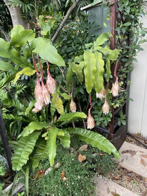 IMG_9156.jpeg