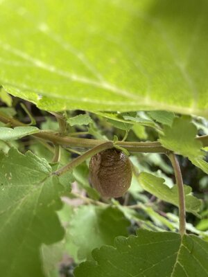IMG_9157.jpeg