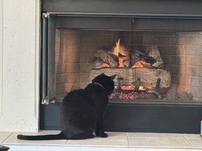 IMG_7800.jpeg