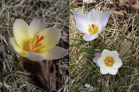 crocuses 1 small.png