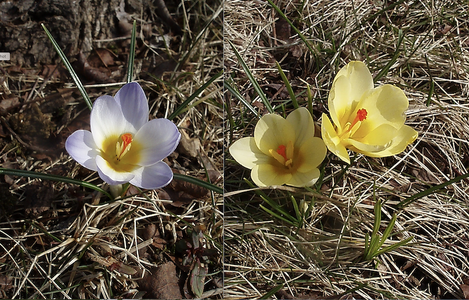 crocuses 2 small.png