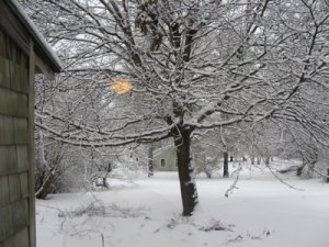snowtree.jpg