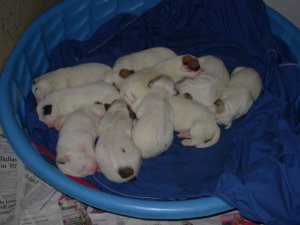 sumbupdatepups2.jpg