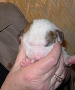 sumbupdatepups5.jpg