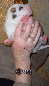 sumbupdatepups6.jpg