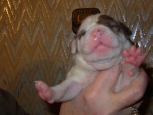 sumbupdatepups7.jpg