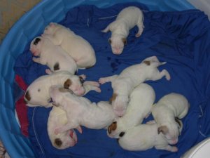 sumbupdatepups8.jpg