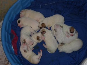 sumbupdatepups3.jpg
