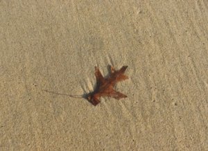 beachleaf.jpg