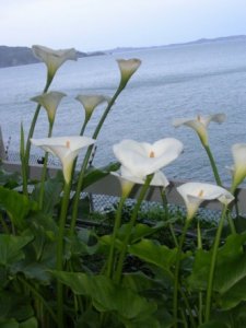 callas at alcatraz.jpg